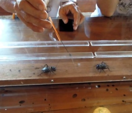 Cele mai asteptate lupte din China sunt cele cu ... greieri. Localnicii castiga mii de euro pe luna de pe urma insectelor Cele mai asteptate lupte din China sunt cele cu ... greieri. Localnicii castiga mii de euro pe luna de pe urma insectelor