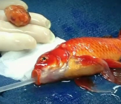 Un pestisor de acvariu a fost operat pe creier cu succes in Australia. George a trecut de primul deceniu de viata Un pestisor de acvariu a fost operat pe creier cu succes in Australia. George a trecut de primul deceniu de viata