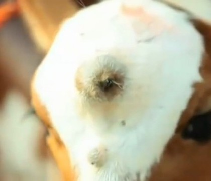 Un vitel cu 3 ochi nascut in India, venerat drept reincarnarea zeitei hinduse Shiva. VIDEO Un vitel cu 3 ochi nascut in India, venerat drept reincarnarea zeitei hinduse Shiva. VIDEO