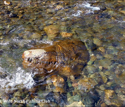 Crocodil imens, gasit in apele unui rau din Rusia. Ce cred oamenii de stiinta despre "monstrul din Siberia" Crocodil imens, gasit in apele unui rau din Rusia. Ce cred oamenii de stiinta despre "monstrul din Siberia"