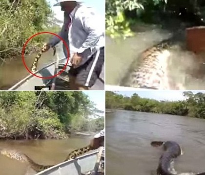 VIDEO. Trei pescari brazilieni risca inchisoare pentru ca au agresat si incercat sa prinda o anaconda galbena VIDEO. Trei pescari brazilieni risca inchisoare pentru ca au agresat si incercat sa prinda o anaconda galbena