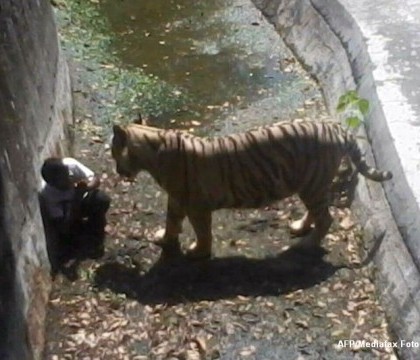 Un indian a fost ucis de un tigru de la o gradina zoologica, dupa ce a patruns pe teritoriul animalului. FOTO SOCANT Un indian a fost ucis de un tigru de la o gradina zoologica, dupa ce a patruns pe teritoriul animalului. FOTO SOCANT