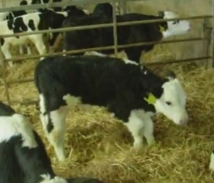 Noua atractie a unei comunitati intregi. Un vitel s-a nascut cu un semn distinctiv nemaintalnit. FOTO