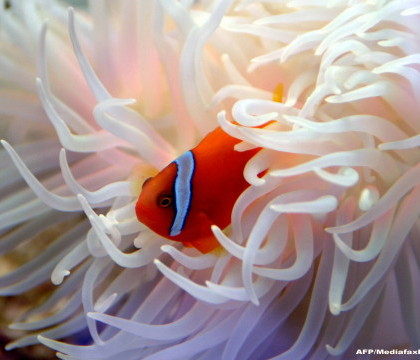 Incursiune in "ferma coralilor" crescuti de om. Creaturile marine ar putea schimba chirurgia oaselor umane