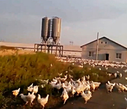 In Ucraina, pana si gainile au scapat de sub control. "Arata ca dupa Apocalipsa". VIDEO