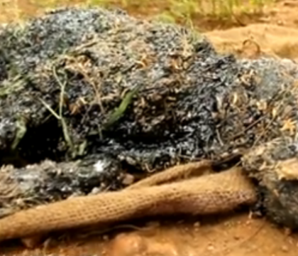 S-au chinuit mai bine de 2 zile pentru a salva un catel acoperit de smoala. Cum s-a incheiat intregul incident. VIDEO S-au chinuit mai bine de 2 zile pentru a salva un catel acoperit de smoala. Cum s-a incheiat intregul incident. VIDEO