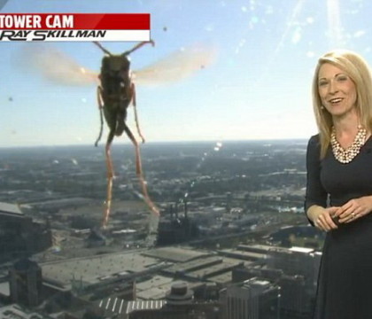 O prezentatoare meteo din Statele Unite a avut parte de o sperietura zdravana in direct. Insecta care a facut-o sa tipe de groaza