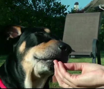 Povestea lui Lazar, cainele care nu vrea sa moara. A scapat de un accident, de o boala la inima si de o eutanasiere Povestea lui Lazar, cainele care nu vrea sa moara. A scapat de un accident, de o boala la inima si de o eutanasiere