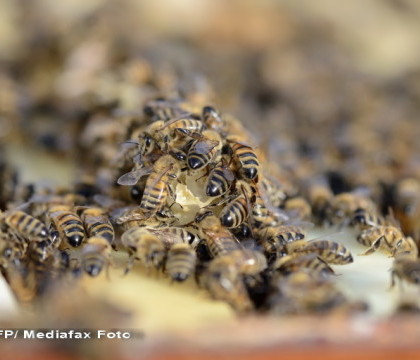 Un barbat a murit, dupa ce a fost atacat de 800.000 de albine deranjate de zgomotul unei masini de tuns iarba Un barbat a murit, dupa ce a fost atacat de 800.000 de albine deranjate de zgomotul unei masini de tuns iarba