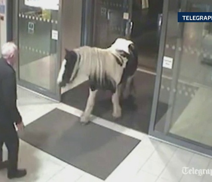 Un ponei, "evadat" de la o ferma, a fost surprins de camere in timp ce intra in sediul politiei Un ponei, "evadat" de la o ferma, a fost surprins de camere in timp ce intra in sediul politiei