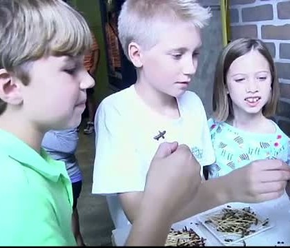 Viermi in ciocolata si caramele cu picioruse de insecte. Delicatesele oferite vizitatorilor curajosi de un muzeu din Statele Unite Viermi in ciocolata si caramele cu picioruse de insecte. Delicatesele oferite vizitatorilor curajosi de un muzeu din Statele Unite