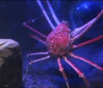 Un orasel britanic are propriul lui monstru, asemenea celui din Loch Ness. Vietatea are peste 15 metri