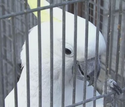 Si-a gasit papagalul vorbitor de limba engleza dupa 4 ani de cautari. Primele cuvinte ale pasarii, in SPANIOLA. VIDEO