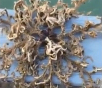 "Are peste o suta de tentacule!" Creatura marina ciudata, prinsa de un pescar in Singapore. VIDEO