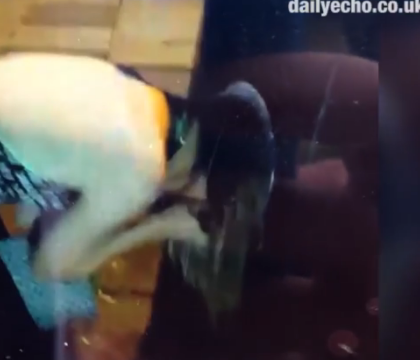 VIDEO. O studenta beata, din Marea Britanie, a ramas blocata intr-un tomberon in timp ce cauta sticle cu alcool