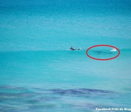 Intalnire de gradul zero intre un surfer si un rechin, in largul oceanului. Pozele unui turist au devenit viral Intalnire de gradul zero intre un surfer si un rechin, in largul oceanului. Pozele unui turist au devenit viral