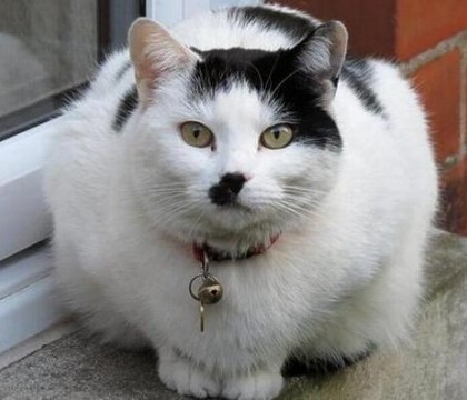 Un motan a fost batut cu salbaticie de cativa tineri pentru ca "seamana cu Hitler". Cum arata dupa 5 luni de tratament Un motan a fost batut cu salbaticie de cativa tineri pentru ca "seamana cu Hitler". Cum arata dupa 5 luni de tratament