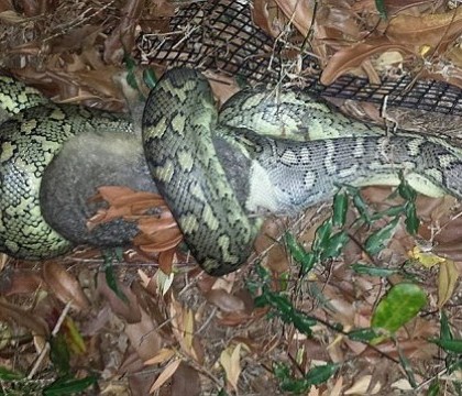 FOTO. Imagini incredibile facute de un barbat din Australia. Un sarpe incearca sa inghita un oposum FOTO. Imagini incredibile facute de un barbat din Australia. Un sarpe incearca sa inghita un oposum