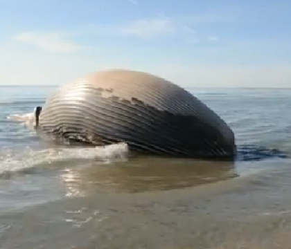 O balena moarta a esuat pe o plaja din Franta. Autoritatile au inchis zona de teama ca aceasta va exploda. VIDEO O balena moarta a esuat pe o plaja din Franta. Autoritatile au inchis zona de teama ca aceasta va exploda. VIDEO