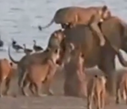 Momentul in care un pui de elefant este atacat de 14 leoaice si supravietuieste