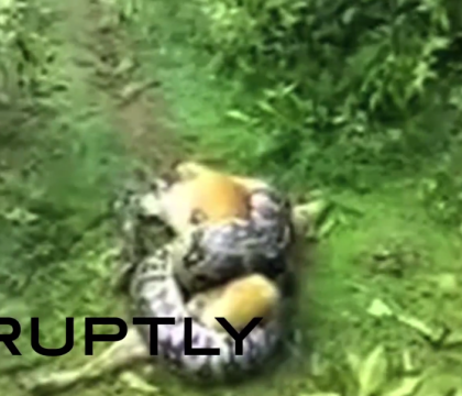 Scene incredibile surprinse in timp ce un piton flamand incearca sa omoare un caine. Deznodamantul a starnit un val de reactii. VIDEO