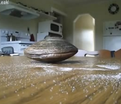 Reactia incredibila a unei scoici vii aflate pe o masa plina cu sare. Imaginile surprinse s-au viralizat imediat. VIDEO