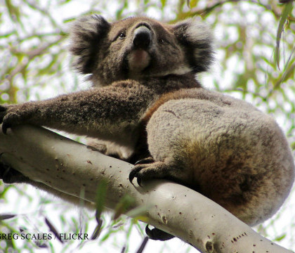 Sute de ursi koala au fost ucisi in SECRET de guvernul australian. "Mirosea a moarte peste tot" Sute de ursi koala au fost ucisi in SECRET de guvernul australian. "Mirosea a moarte peste tot"