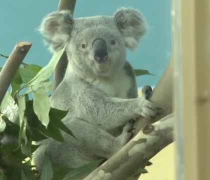 Noua atractie de la Gradina Zoologica din Budapesta: doi ursuleti koala. Doar 9 parcuri din Europa au astfel de animale Noua atractie de la Gradina Zoologica din Budapesta: doi ursuleti koala. Doar 9 parcuri din Europa au astfel de animale