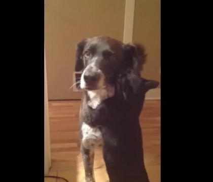 Afectiune uriasa intre o pisica si un caine. Cum reactioneaza cele doua animale cand se vad dupa 10 zile. VIDEO Afectiune uriasa intre o pisica si un caine. Cum reactioneaza cele doua animale cand se vad dupa 10 zile. VIDEO