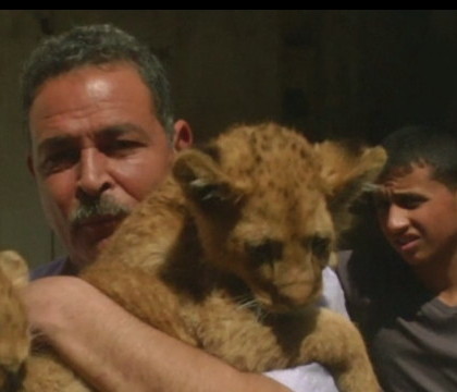Un palestinian din Fasia Gaza creste doi pui de leu ca pe niste pisici. "Toti copiii din casa se joaca cu ei"