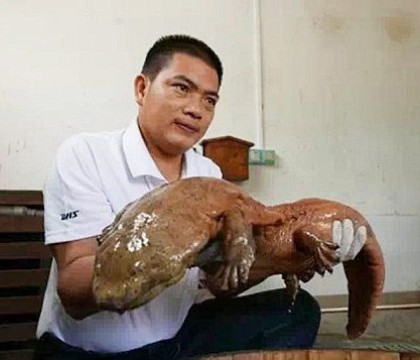 Captura impresionanta a unui padurar chinez. A prins un animal preistoric, care dateaza din perioada Jurassicului Captura impresionanta a unui padurar chinez. A prins un animal preistoric, care dateaza din perioada Jurassicului
