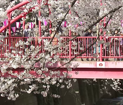 La Tokio a inceput sezonul ciresilor infloriti. Locuitorii capitalei nipone se bucura de un peisaj superb
