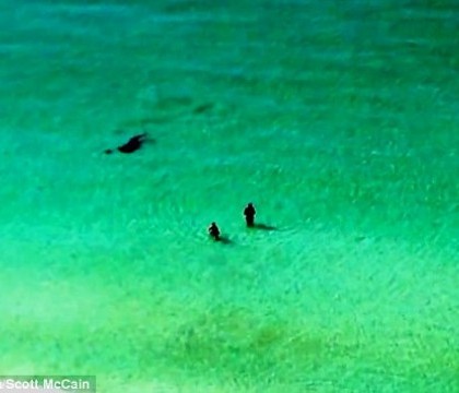 Doi inotatori din Florida trec milimetric pe langa moarte. Cine se afla in spatele lor, la cativa metri distanta. VIDEO