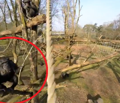 Gradina Zoologica din Olanda a vrut sa-si filmeze animalele cu o drona. Ce s-a intamplat dupa ce o maimuta a vazut gadgetul Gradina Zoologica din Olanda a vrut sa-si filmeze animalele cu o drona. Ce s-a intamplat dupa ce o maimuta a vazut gadgetul