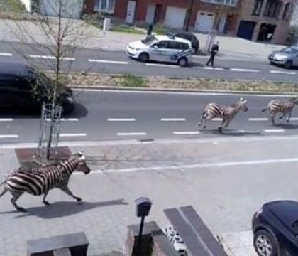Trei zebre scapate de la o ferma au fost urmarite de politie pe strazile din Bruxelles. VIDEO
