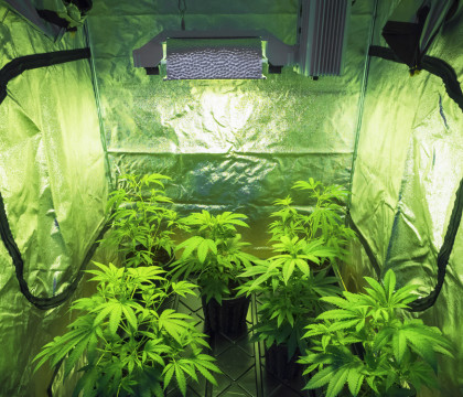 581 de plante de marijuana, gasite de politistii din Arizona intr-un depozit. "Cel mai grav caz din istoria departamentului"