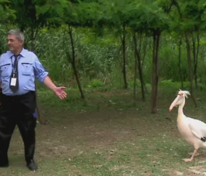 Prietenie neobisnuita la delfinariul din Constanta. Pelicanul Costica il urmeaza pas cu pas pe paznicul nea Gheorghe, spre amuzamentul vizitatorilor