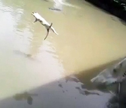 Inregistrare video socanta din Peru. O pisica este aruncata intr-un lac plin cu crocodili. VIDEO Inregistrare video socanta din Peru. O pisica este aruncata intr-un lac plin cu crocodili. VIDEO