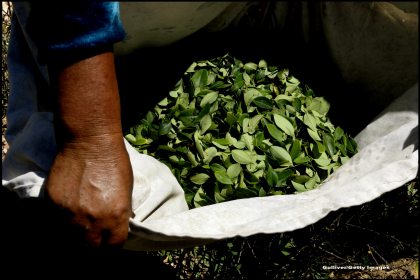 Nu este cocaina! Ce trebuie sa stiti despre bautura din frunze de coca, consumata de Papa Francisc in drum spre Bolivia Nu este cocaina! Ce trebuie sa stiti despre bautura din frunze de coca, consumata de Papa Francisc in drum spre Bolivia