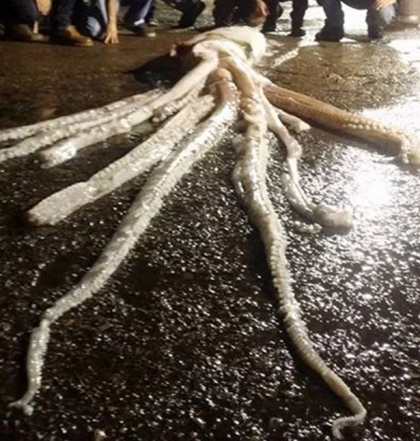 Pescarii au crezut ca sunt intr-un film Sci-Fi. Cum arata "monstrul" marin capturat in largul costelor spaniole. FOTO
