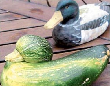Legume care arata ca niste ratuste. Iti vine sa le mananci? Legume care arata ca niste ratuste. Iti vine sa le mananci?
