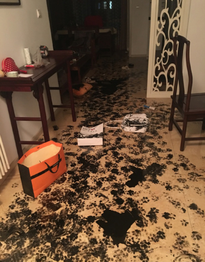 Au lasat cainele timp de trei ore singur acasa si cand s-au intors, au gasit iadul pe pamant. Cum arata acum locuinta