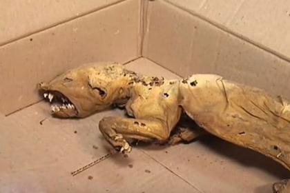 Animal "mutant" descoperit in Muntii Carpati, in Ucraina. Ce au spus biologii dupa ce au analizat ramasitele - FOTO