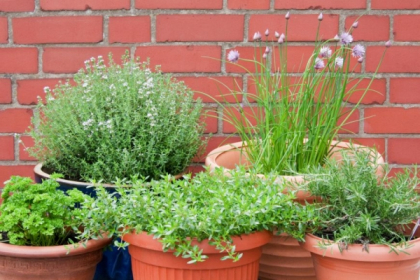 Cum sa iti faci o gradina frumoasa pe balcon. Galerie FOTO pentru inspiratie Cum sa iti faci o gradina frumoasa pe balcon. Galerie FOTO pentru inspiratie