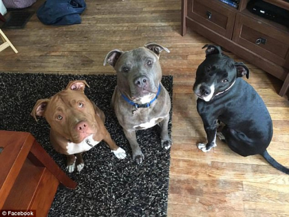 Bebelus de 3 saptamani din Michigan, ucis de pitbull-ul familiei. Fetita fusese lasata singura, in camera cu 3 caini