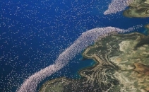 Lacul din Kenya invadat de o colonie intreaga de pasari Flamingo roz Lacul din Kenya invadat de o colonie intreaga de pasari Flamingo roz