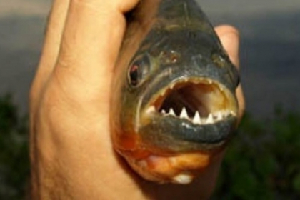 Alerta in Argentina. Din cauza caldurii, pestii piranha au inceput sa atace oamenii Alerta in Argentina. Din cauza caldurii, pestii piranha au inceput sa atace oamenii
