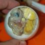 Balut, delicatetea filipineza pentru persoanele cu stomacul tare Balut, delicatetea filipineza pentru persoanele cu stomacul tare