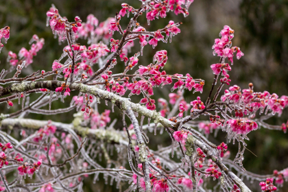Americanii au ajuns prizonierii ghetii. "Freezing rain", spectaculosul fenomen meteo care a lovit sudul SUA. GALERIE FOTO Americanii au ajuns prizonierii ghetii. "Freezing rain", spectaculosul fenomen meteo care a lovit sudul SUA. GALERIE FOTO