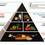 Elementul de baza in nutritie. Cine a inventat piramida alimentara Elementul de baza in nutritie. Cine a inventat piramida alimentara